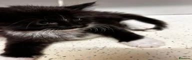 Tuxedo male 2