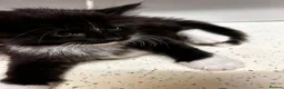 Mixed Breed cats for sale: 6 tuxedo kittens looking for a home (some fluffy!) in London - Advert 7