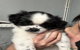 Mixed Breed dogs for sale: 6 beautiful Shih Tzu/Pomerianian puppies !  - Advert 36