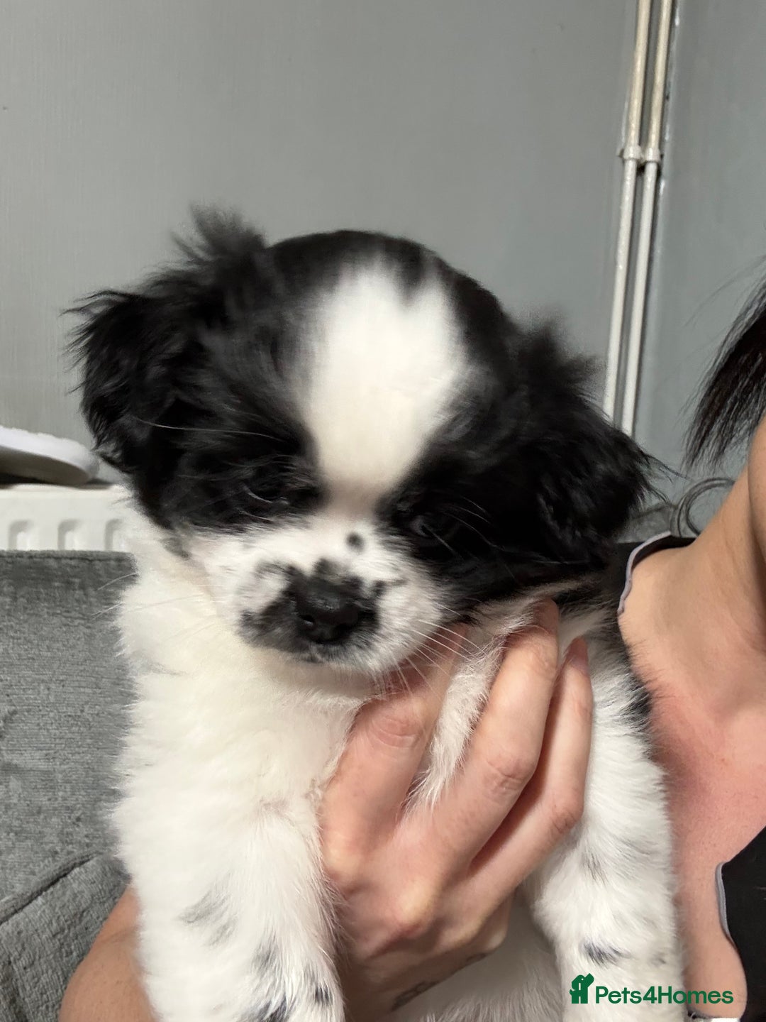 Mixed Breed dogs for sale: 6 beautiful Shih Tzu/Pomerianian puppies !  - Advert 36