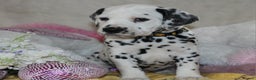 Dalmatian dogs for sale: Top quality Dalmatian puppies - Advert 10
