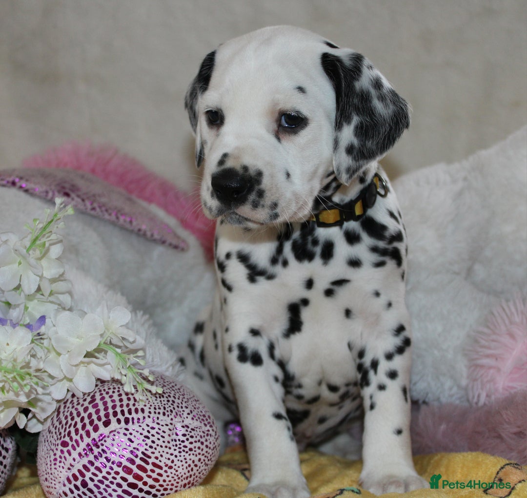 Dalmatian dogs for sale: Top quality Dalmatian puppies - Advert 10