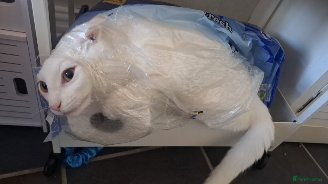 Devon Rex cats for sale: Luna  - Image 4