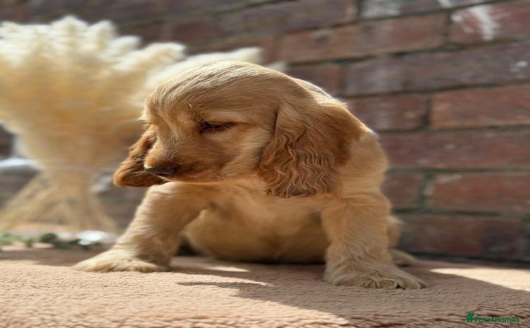 Cocker Spaniel dogs in Bradford - Advert 2