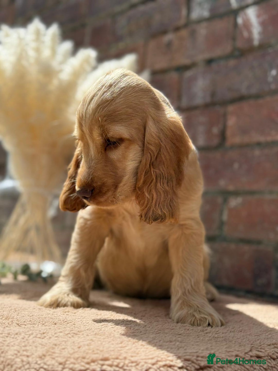 Cocker Spaniel dogs for sale: Show cocker spaniel in Bradford - Image 9