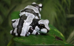 Frog reptiles for sale: Amazon milk frogs  - Image 2