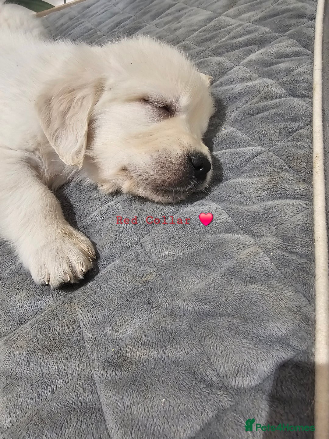 Golden Retriever dogs for sale: Extensively Health Tested English Cream Puppies - Advert 9