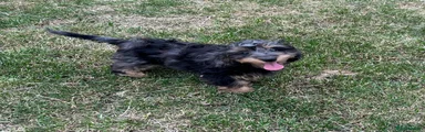Doxiepoo Puppy 4