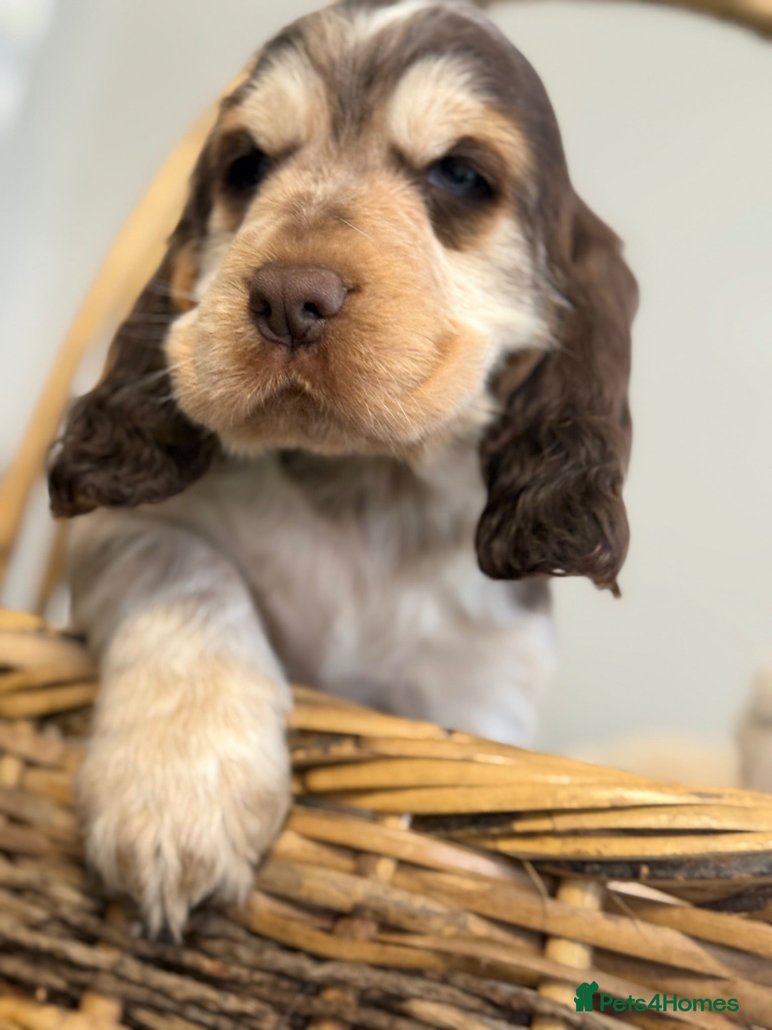 Cocker Spaniel dogs Show type cocker spaniels  - Advert 12