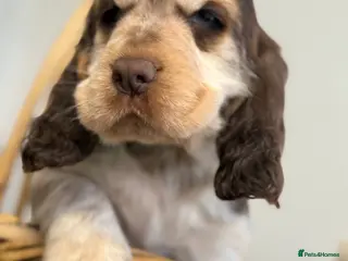 Cocker Spaniel dogs Show type cocker spaniels - Advert 12
