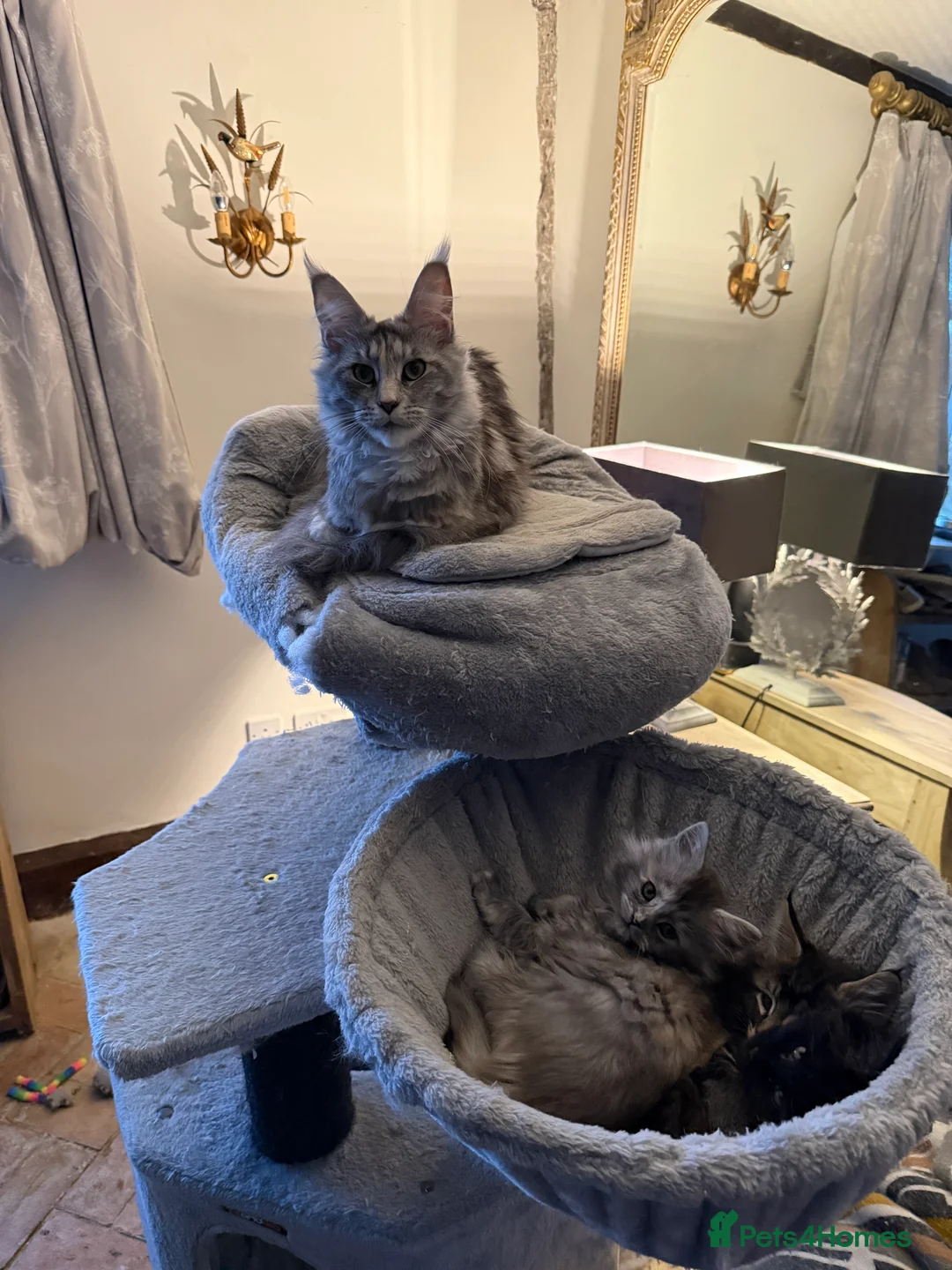 Maine Coon cats for sale: Beautiful Maine Coon Kittens in Eye - Advert 9