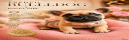 French Bulldog dogs for sale: French bulldog ready to leave last boy and girl - Advert 39