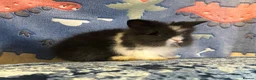 Lionhead rabbits for sale: Adorable double mane lionhead baby bunnies  - Advert 16