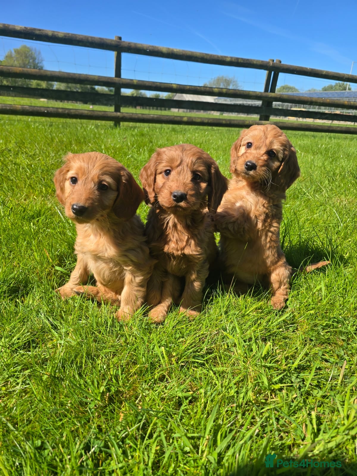 Cockapoo dogs Cockapoo puppies  - Advert 11