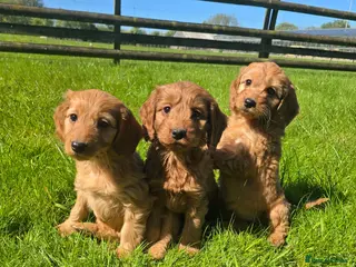 Cockapoo dogs Cockapoo puppies - Advert 11