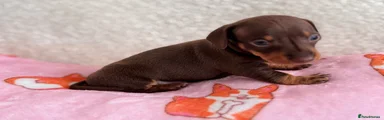 Miniature Dachshund 2