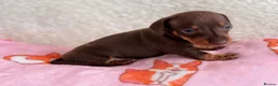 Miniature Dachshund dogs for sale: Miniature smoothair dachshund puppies 🐶  - Advert 7