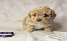 Cavapoo dogs for sale: ❤️ F1 Poochons due November ❤️  - Image 3