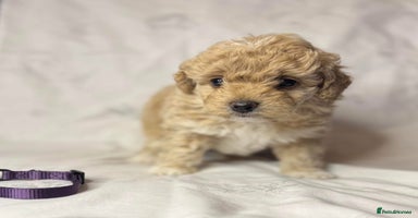 Cavapoo dogs - Advert 7