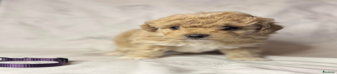 Cavapoo Puppy 2