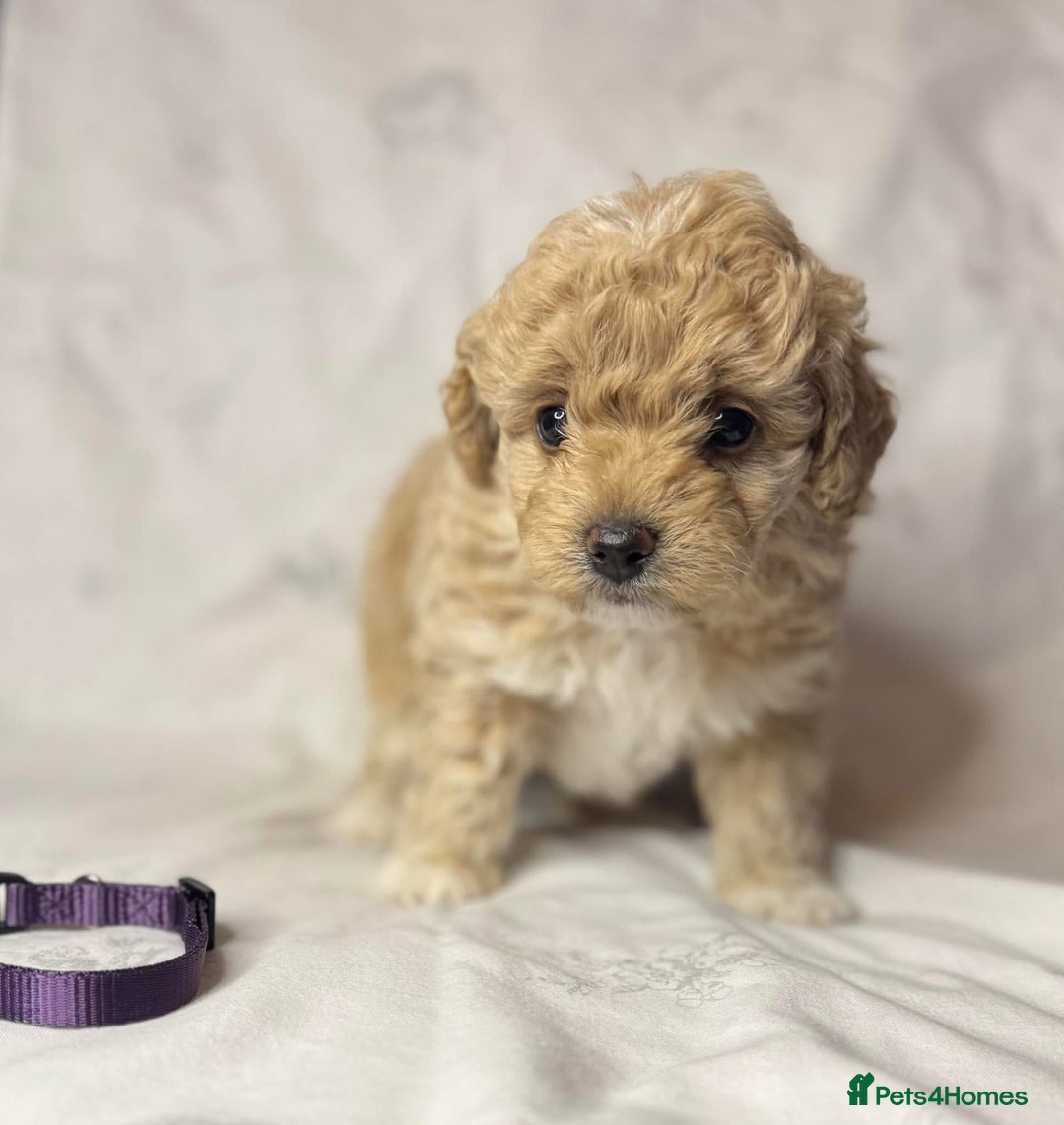 Cavapoo dogs for sale: ❤️ F1 Poochons due November ❤️  - Image 3