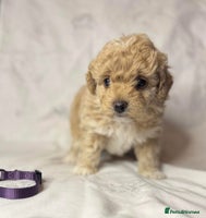 Cavapoo dogs - Advert 9