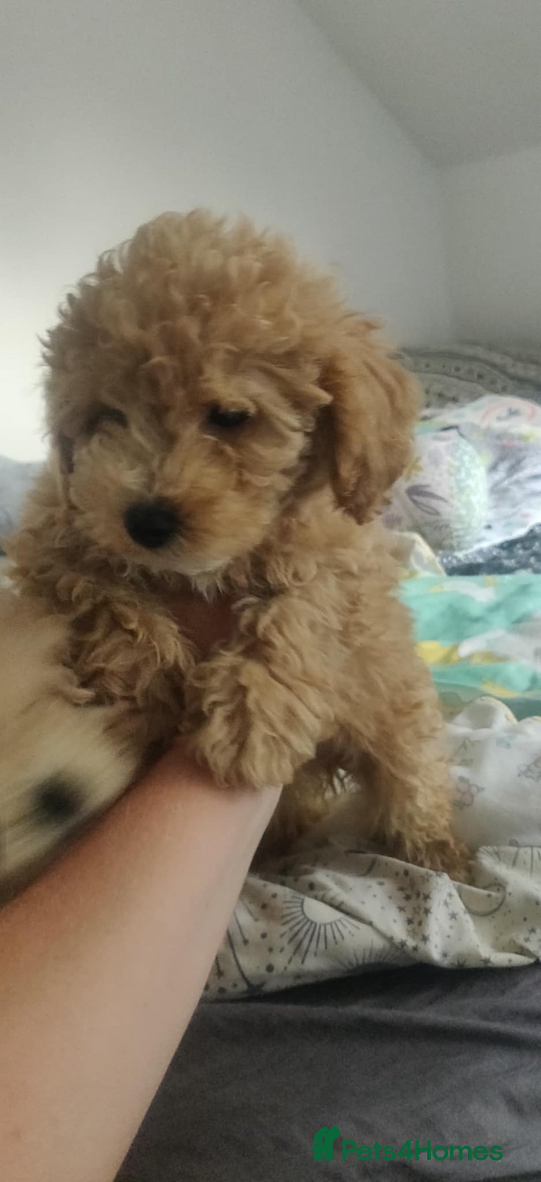 Maltipoo dogs for sale: Beautiful maltipoo puppys - Image 4