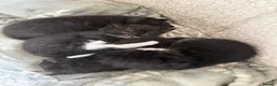 Bombay cats for sale: Beautiful Bombay x BSH Tuxedo Kittens in Bury - Advert 4