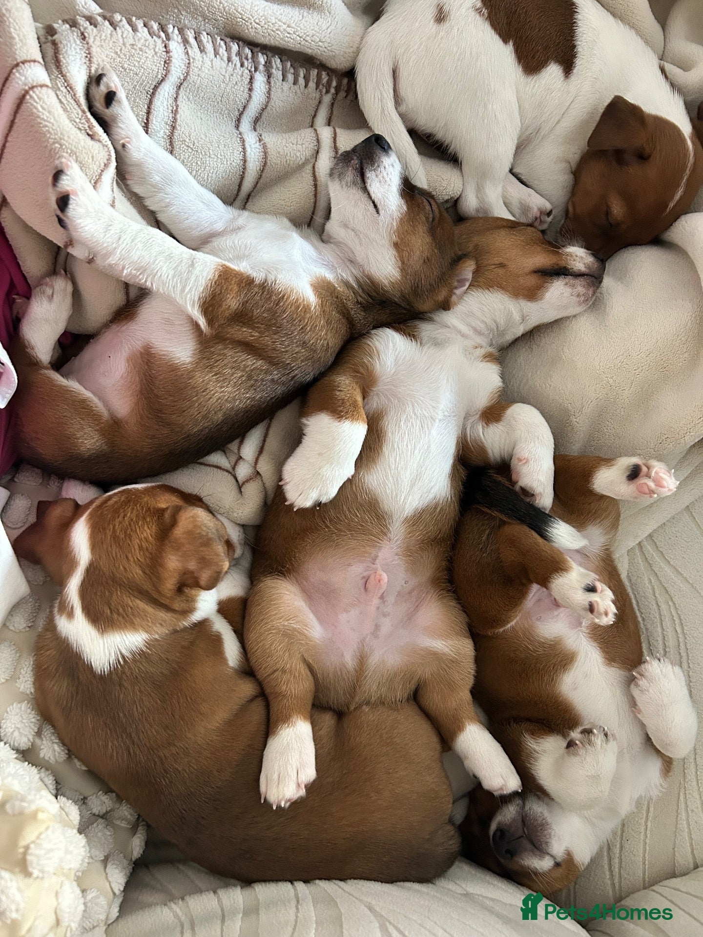 Jack Russell dogs Merle gene. Tri-colour carriers 5 available  - Advert 1