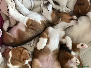 Jack Russell dogs Merle gene. Tri-colour carriers 5 available - Advert 1