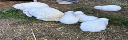 Mini Lop rabbits for sale: BEW ( Blue eyed white) mini lops for sale - Advert 9