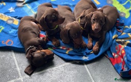 Miniature Dachshund dogs for sale: Miniature Chocolate & Tan Dachshund Quick sale  - Image 19