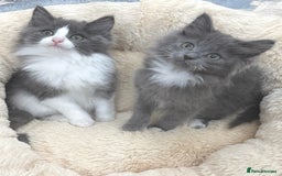 Mixed Breed cats for sale: BEAUTIFUL FLUFFY GREY KITTENS   - Image 3