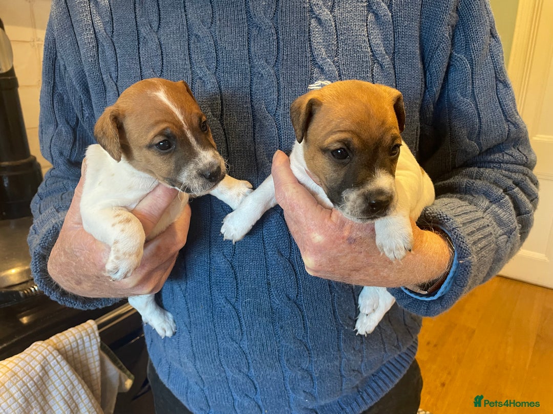 Jack Russell dogs for sale: Jack Russell puppies for sale - Advert 8