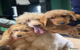 Mixed Breed dogs for sale: Beautiful labradoodles  - Image 4