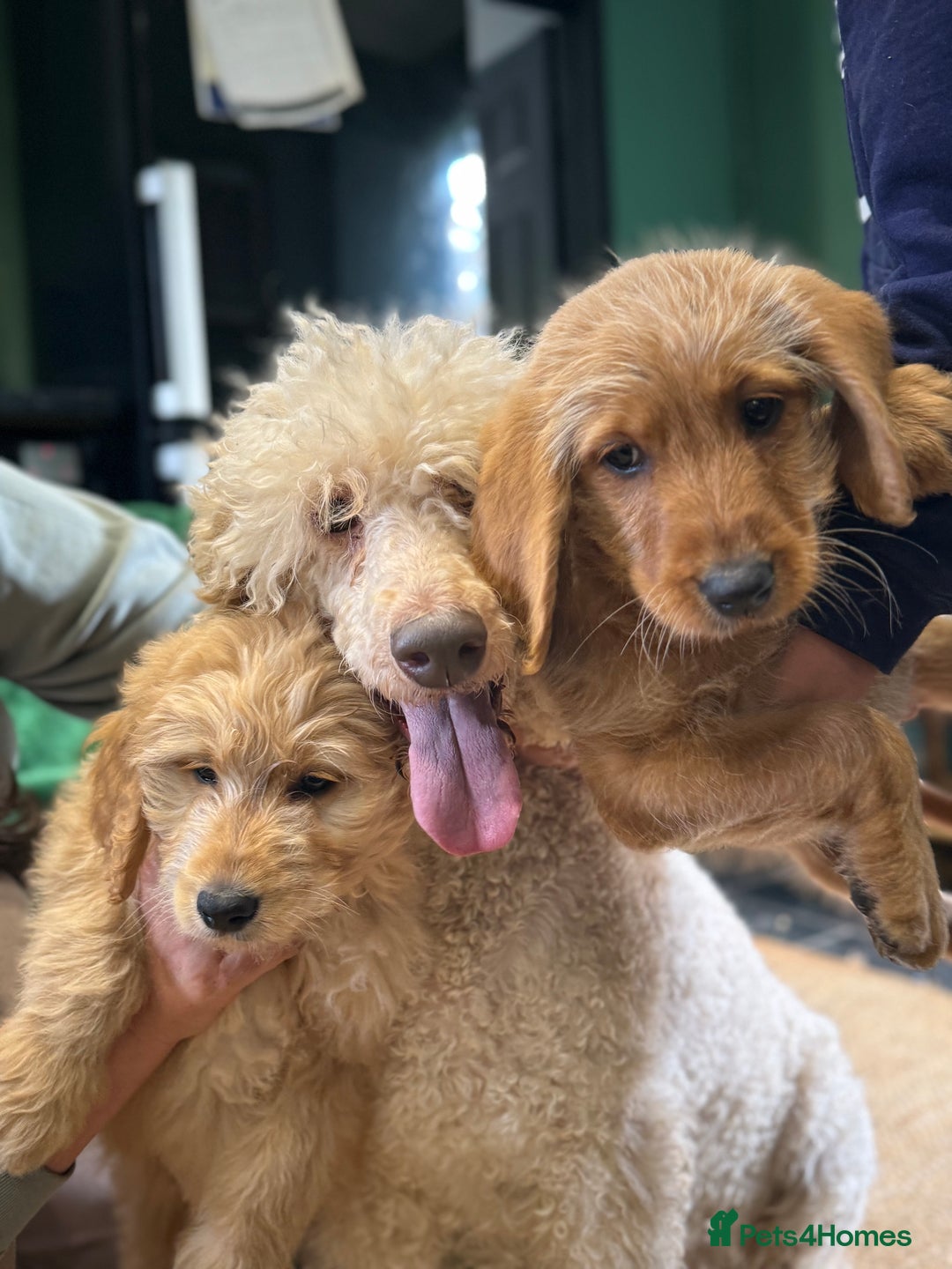 Mixed Breed dogs for sale: Beautiful labradoodles  - Image 4