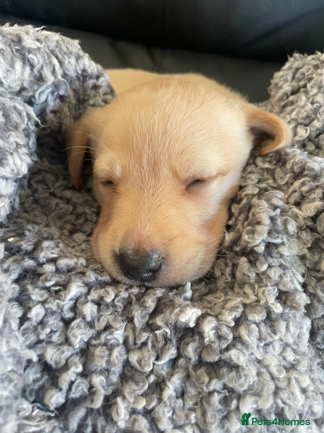 Labrador Retriever dogs for sale: Labrador puppies 5 gen pedigree health tested - Image 38
