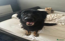 German Shepherd dogs for sale: 3 Year Old Female German Shepherd - Image 4