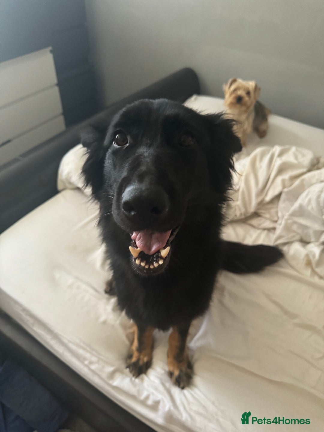 German Shepherd dogs for sale: 3 Year Old Female German Shepherd - Image 4