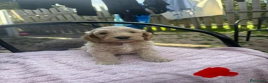 Cockapoo 2