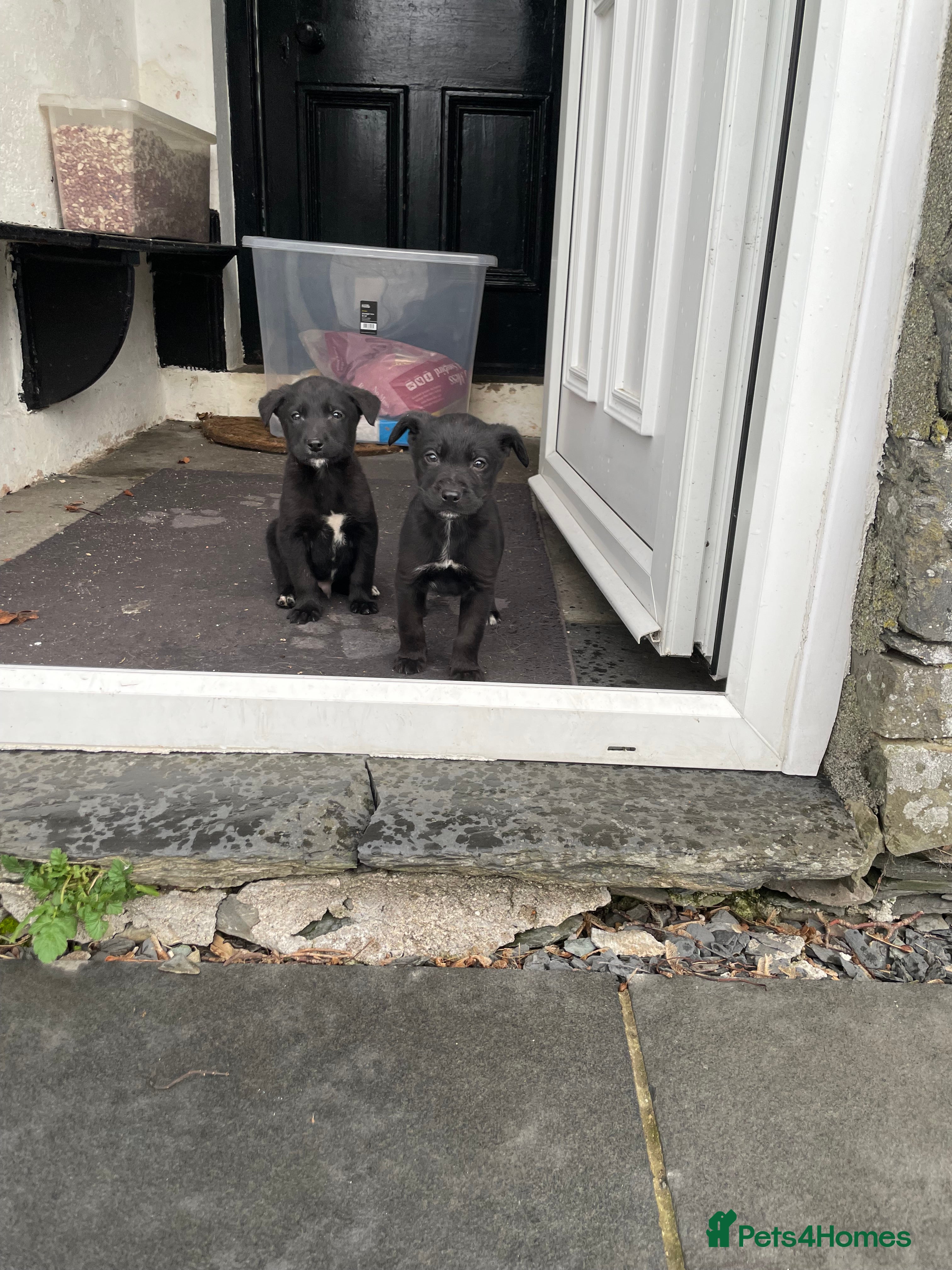 Borador dogs ⚫️lab x collie puppies ⚪️ - Advert 1