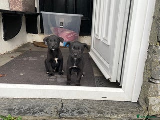 Borador dogs ⚫️lab x collie puppies ⚪️ - Advert 4