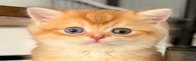 Odd eye boy