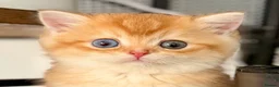 British Shorthair cats for sale: 🐾Golden British Shorthair Kittens🐾 - Advert 30