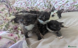 British Shorthair cats for sale: Two male kittens  - Image 1