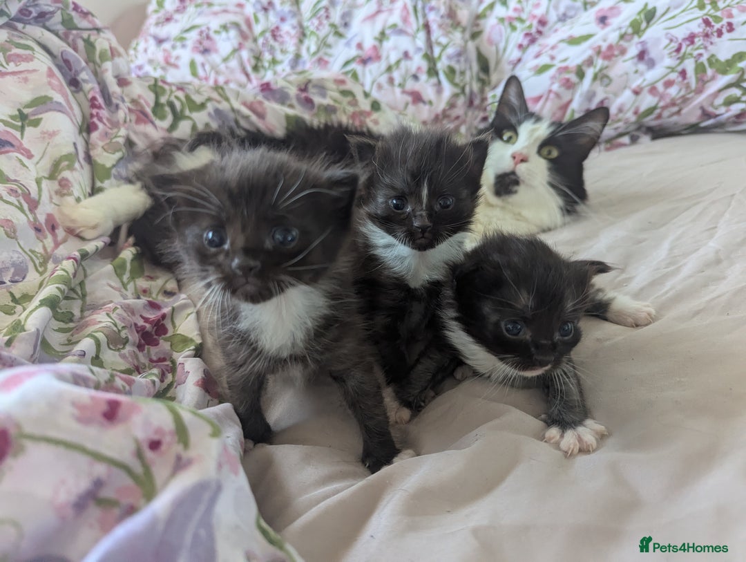 British Shorthair cats for sale: Two male kittens  - Image 1