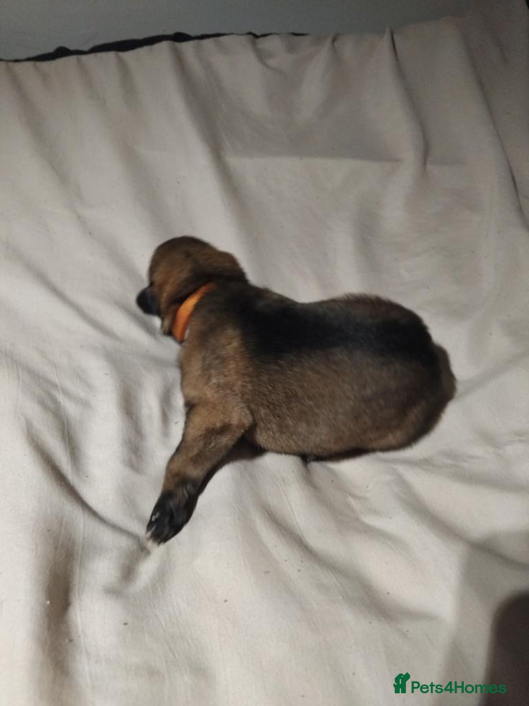 German Shepherd dogs for sale: German shepherd puppy’s kennel club registered  - Advert 17