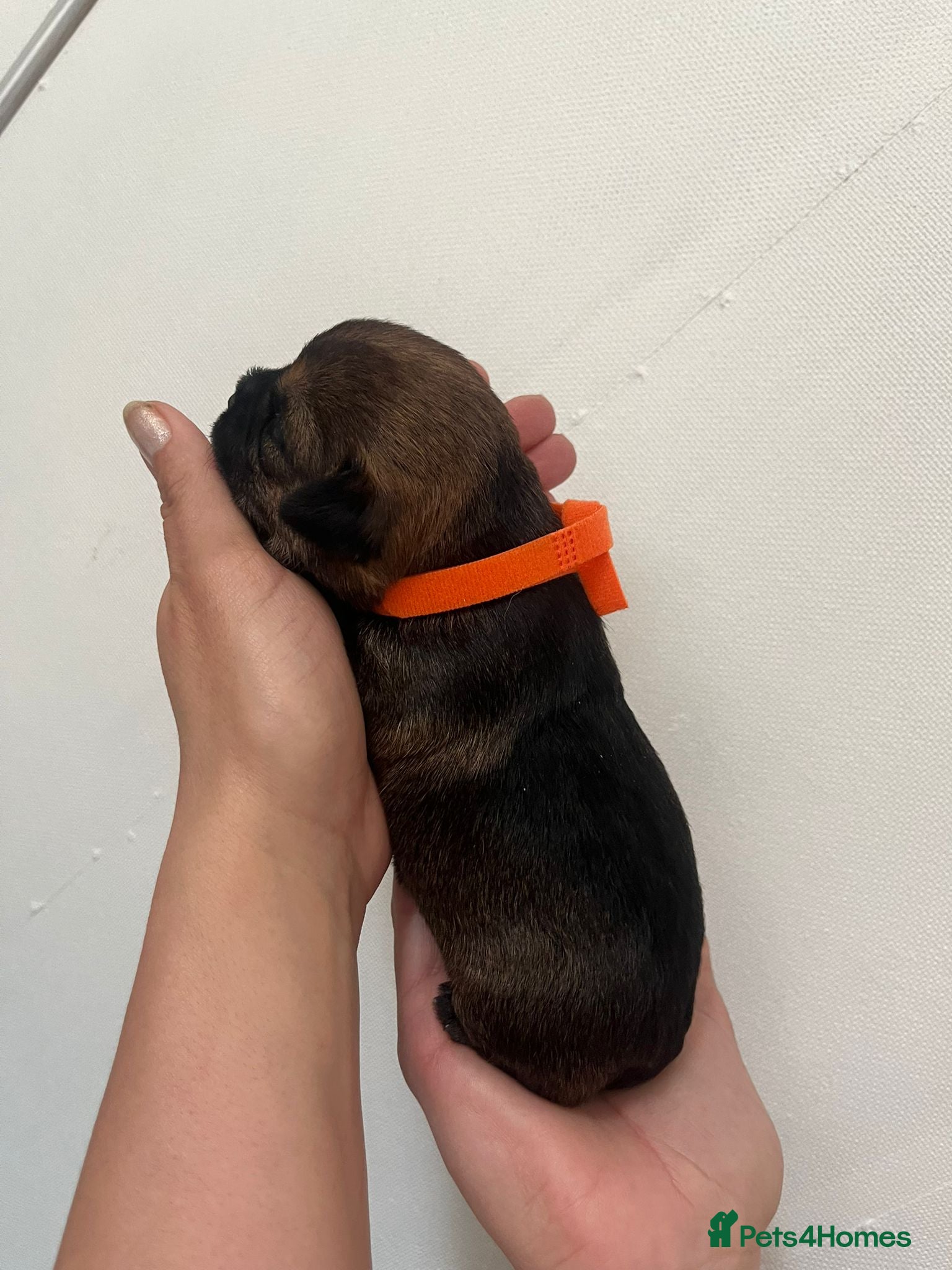 Border Terrier dogs for sale: Pedigree Border Terrier Puppies - Advert 17