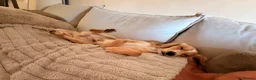 Cocker Spaniel dogs for sale: Ralphie Boy in Basildon - Advert 7