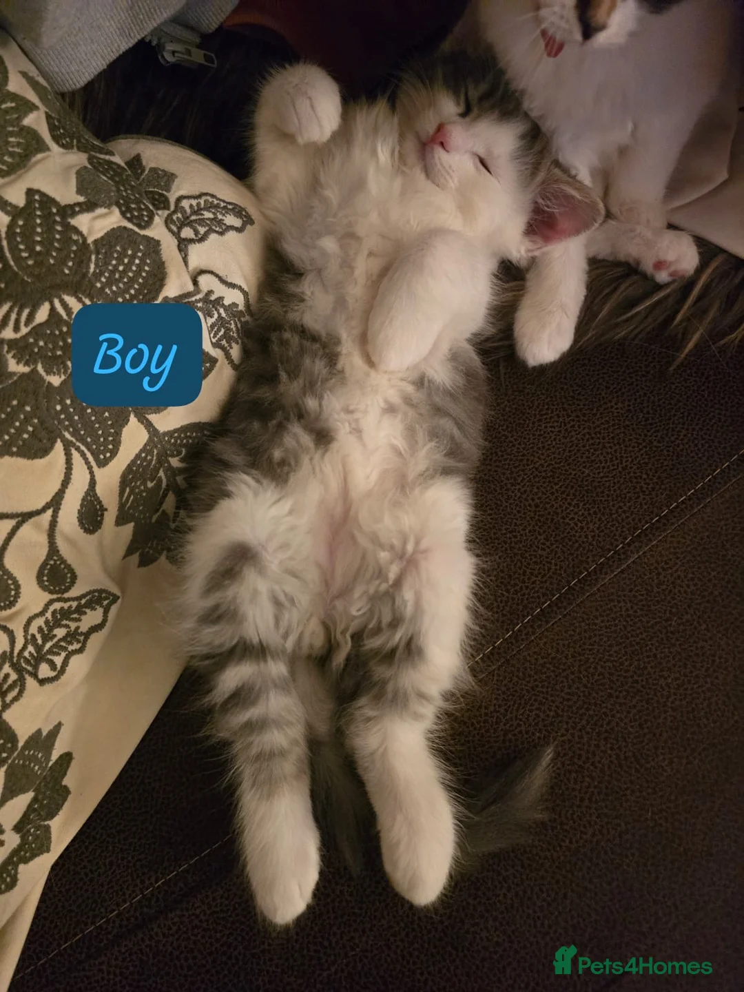 Mixed Breed cats for sale: 4 beautiful kittens in Sheffield - Advert 9